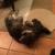 I32901 smoky